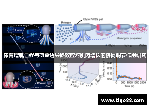体育增肌日程与摄食诱导热效应对肌肉增长的协同调节作用研究